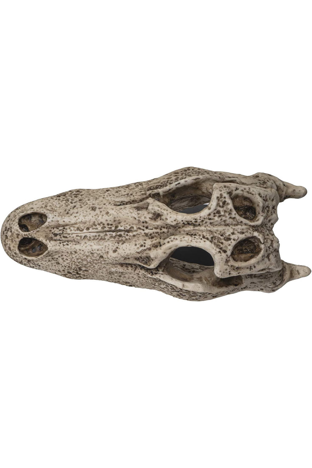 Aged Alligator Skull Replica