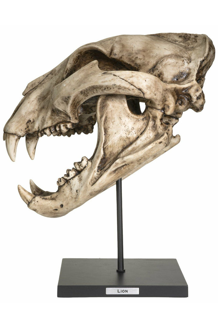 Extinct Pantherine Lion Skull Replica