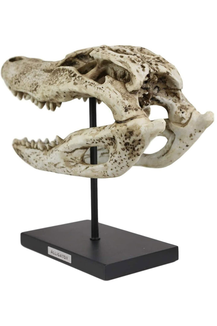 Aged Alligator Skull Replica